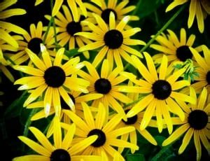 yellow black flowers free image | Peakpx