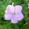 Geranium Ann Folkard - Mount Venus Nursery