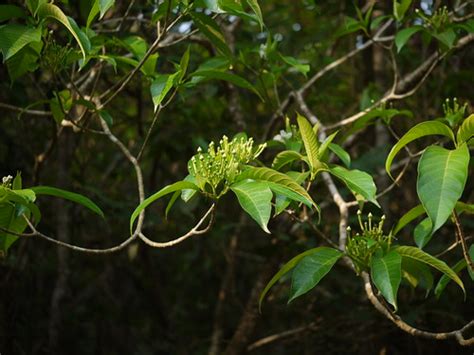 Maddarasa (Kannada: ಮದ್ದರಸ) | Apocynaceae (oleander family) … | Flickr