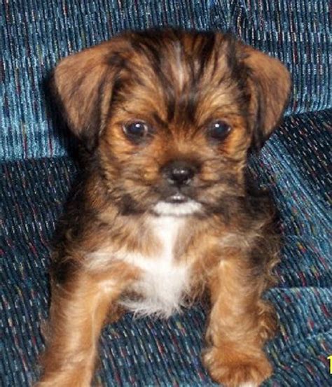 chihuahua shih tzu mix puppies for sale | Zoe Fans Blog | Chihuahua puppies, Cute small dogs ...