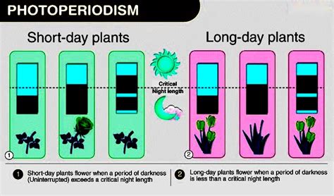 Photoperiodism: Understanding Its Impact on Plants and Animals - Testbook.com