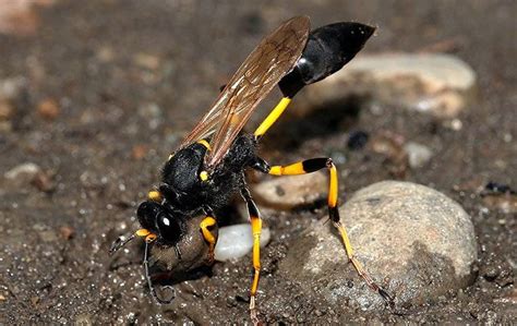 Step-By-Step Guide On Wasp Nest Removal In Las Vegas