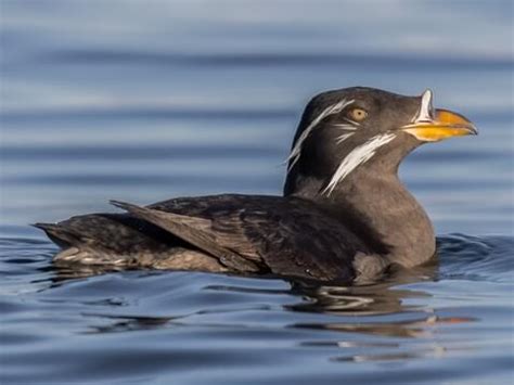 Alcidae Browse by Family, All About Birds, Cornell Lab of Ornithology