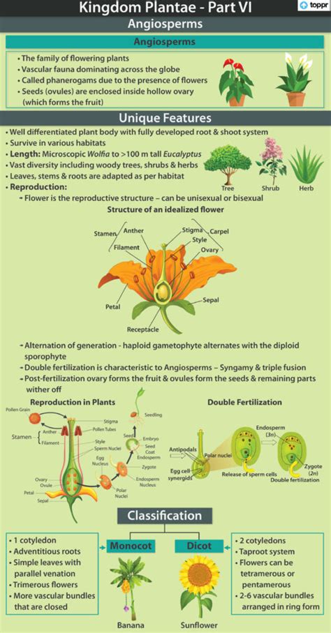 Angiosperms: Features, Classification, Reproduction, Videos, Examples