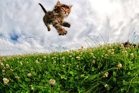 Kittens Pouncing: Adorable Photo Gallery | Time