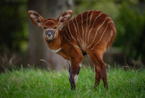 One of world's rarest mammals gives birth to ‘beautiful' calf at Chester Zoo - The Irish News