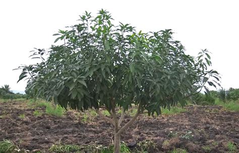 Why You Should Keep Mango Trees Small and How to Do It | The Survival Gardener