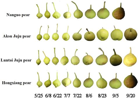 Frontiers | Antioxidative, cytoprotective and whitening activities of fragrant pear fruits at ...