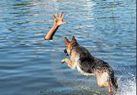 Learning Hub 3 2015 @ Stonefields School: DOG SAVES MAN FROM DROWNING CAR!!!