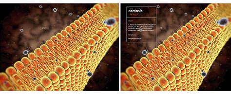 Medical Illustration: Osmosis on Behance