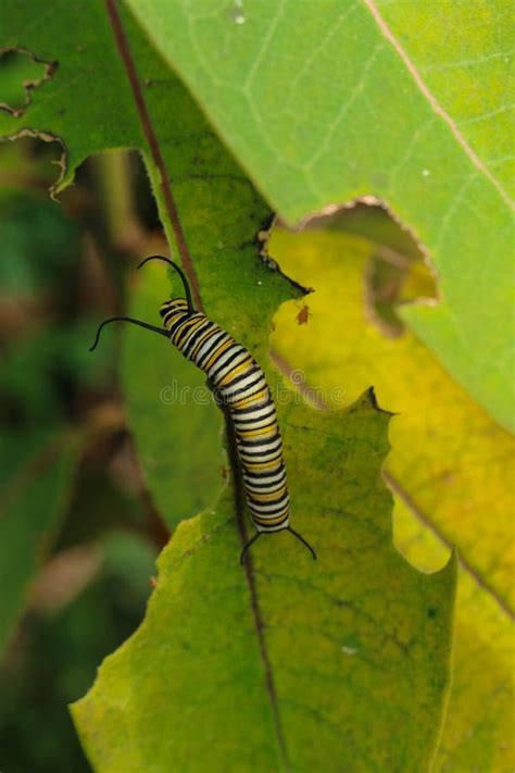 Monarch Butterfly Caterpillar. Stock Photo - Image of wild, caterpillar ...