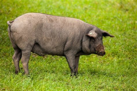 Premium Photo | Iberian pig grazing in the pasture