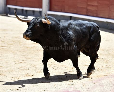 11,658 Fierce Bull Photos - Free & Royalty-Free Stock Photos from Dreamstime