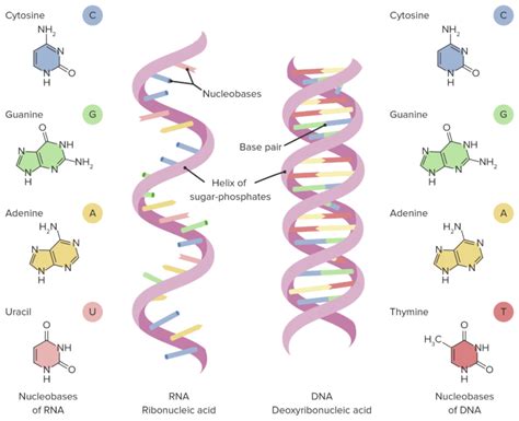 RNA Types and Structure | Concise Medical Knowledge