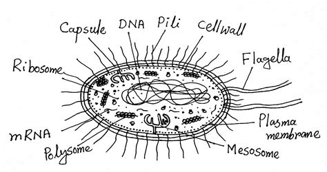 Typical Bacterial Cell Structure And Function Of Bacterial Cells | Porn Sex Picture