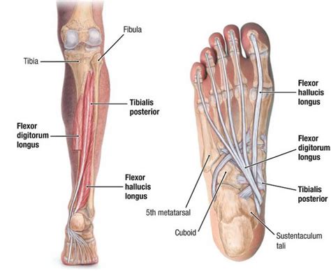 Flexor Digitorum Longus: Origin, Insertion, Action & Nerve Supply » How ...