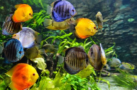 Green Fish Tanks: Eco-Friendly Aquarium Cleaning Hacks