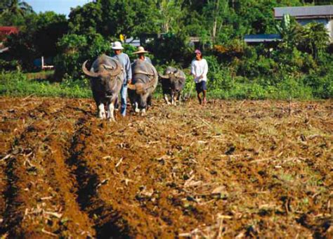 Carabao Rises to New-Found Importance as Farmers’ ‘Beast of Fortune’ – Agriculture Monthly