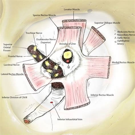 SOF and Annulus of Zinn | Medical, Sof, Med