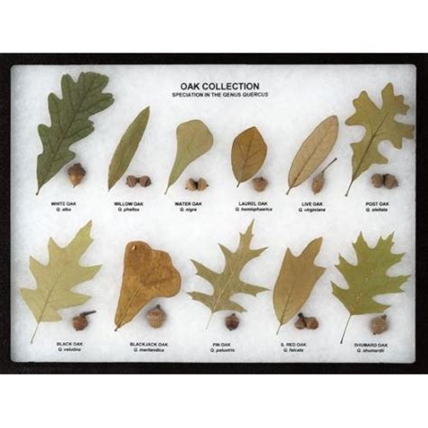 Oak Collection Display | Tree leaf identification, Oak leaf identification, Tree identification