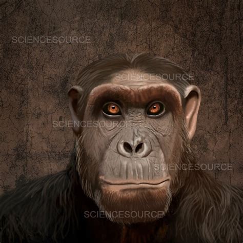 Australopithecus anamensis Head Recons | Stock Image - Science Source Images