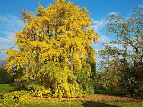 The Uniqueness of the Ginkgo Tree - Article onThursd