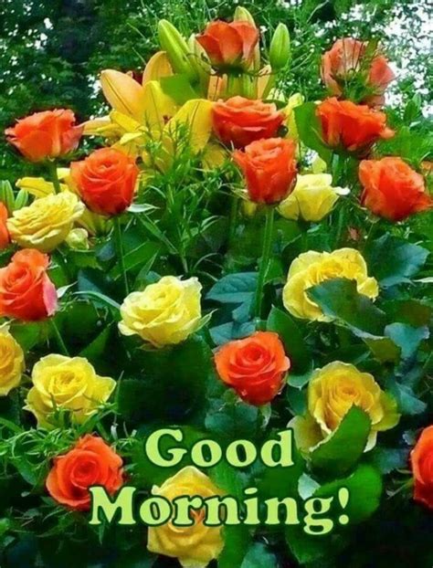 Good Morning With Red And Yellow Roses - Desi Comments