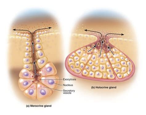 Merocrine glands