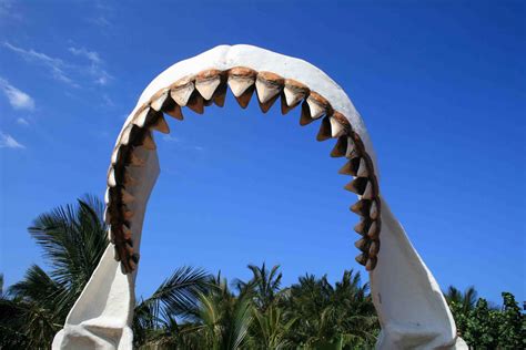 Carcharodon Representing Jaws Free Stock Photo - Public Domain Pictures