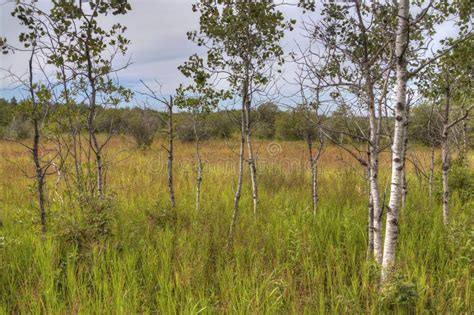 Birds Hill Provincial Park, Manitoba Stock Image - Image of meadow, canada: 113164043