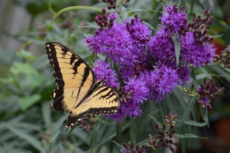 Attack of the aphids: keeping a healthy butterfly habitat – Homegrown Iowan