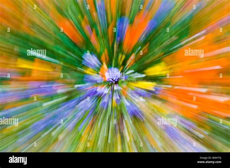 Wildflower abstract, Tehachapi Mountains, Angeles National Forest ...