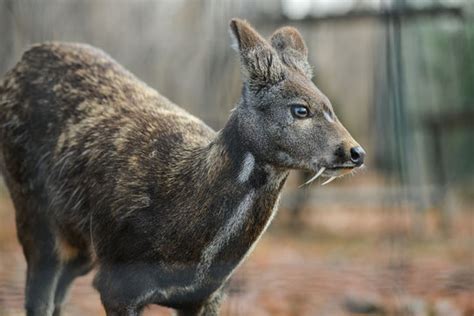 "Musk Deer" Images – Browse 573 Stock Photos, Vectors, and Video ...