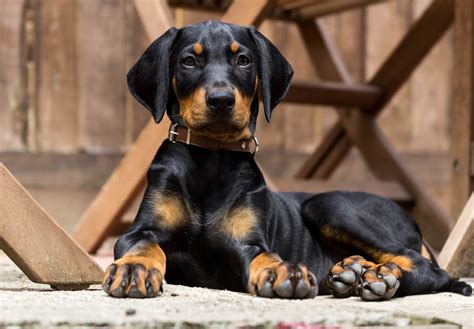 German Pinscher Puppies For Sale - AKC PuppyFinder