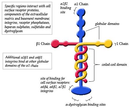 laminin Protein molecule the glue that holds together the human body looks exactly like Christs ...