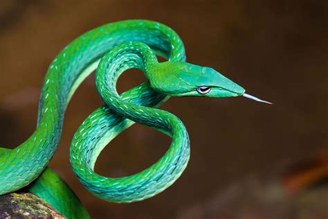 Funny Looking Snake With Eyes on Top of Its Head - Wallace Popecriente