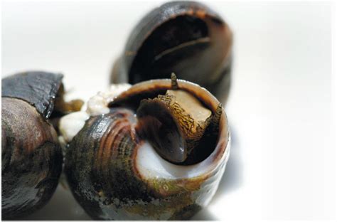 Periwinkles: Tiny, tasty (and free!) tidal treats | Edible Cape Cod