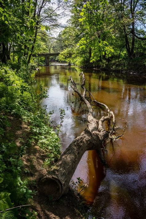 Natural Body of Water. Pond with Reflections Stock Image - Image of ...