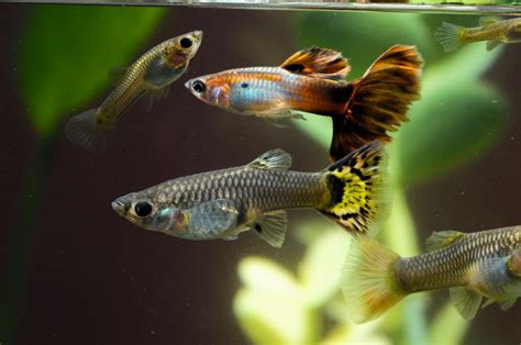 20 Best Guppy Tank Mates - Epic Fishkeeping