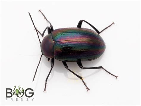 Rainbow Tree Beetle (Chalcopteroides sp. 1) - Bug Frenzy