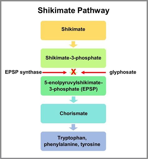 Understanding Glyphosate and Other Pesticides (FS-1193) | University of ...