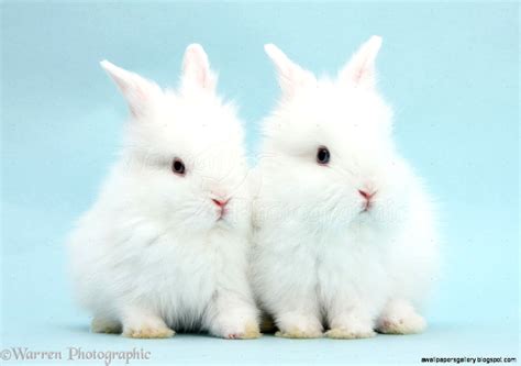 Fluffy White Baby Bunnies | Wallpapers Gallery