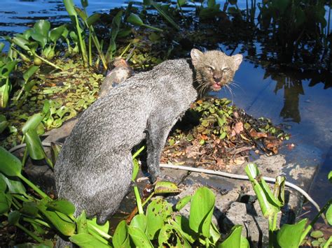 Jaguarundi in Pantanal, Brazil Free Photo Download | FreeImages