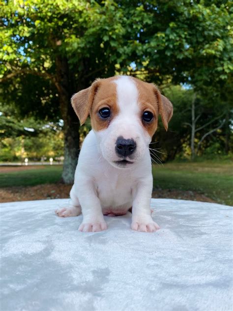 Our Jack Russell Puppies For Sale | Jack Russell Breeders