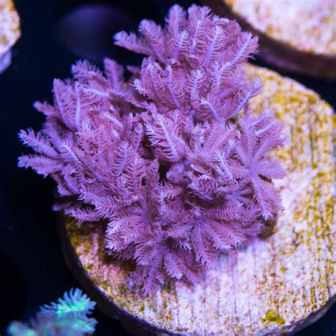 Soft Corals for Sale | Buy Live Soft Coral Frags Online