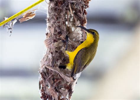 Birds of Australia.....Backyard Birds on Behance