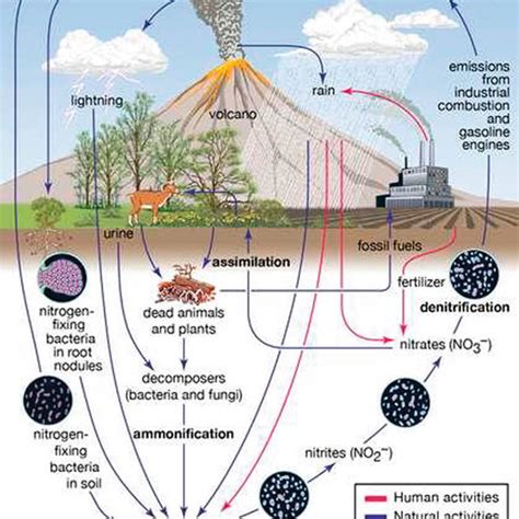 5 The terrestrial nitrogen cycle with major element involves ...