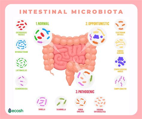 PROBIOTICS - 40 Health Benefits of Probiotics and 20 Probiotic-Rich Foods