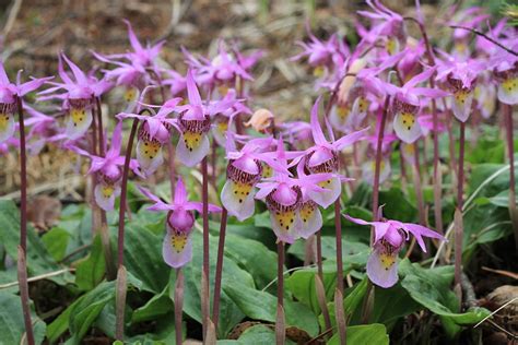 Colorado’s Native Orchids | Denver Botanic Gardens