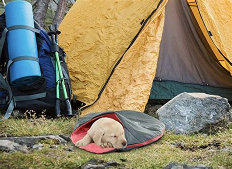 Best Hiking Gear for Dogs to Join Your Outdoor Adventures